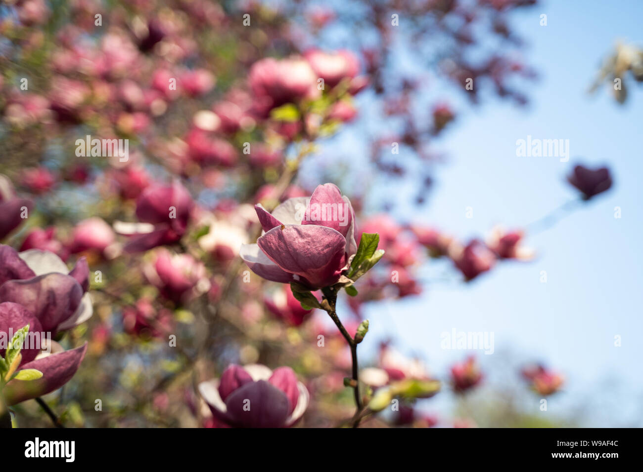 Flowers of pink magnolia. Magnolia tree blossom Stock Photo - Alamy