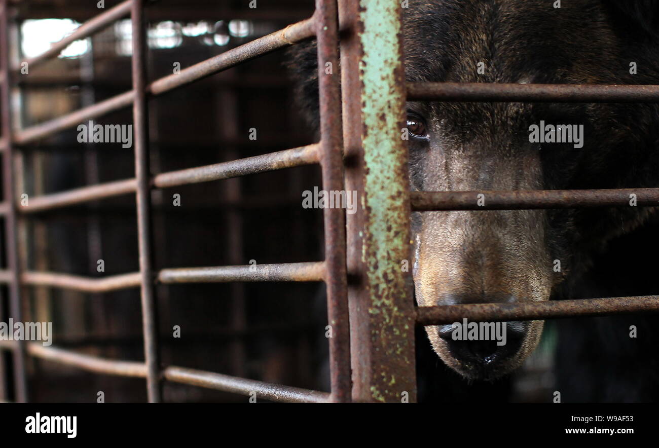 A bear is kept in the cage at a bear bile farm in Weihai city, east Chinas Shandong province, 19 April 2010.   Jill Robinson, the founder of the Anima Stock Photo