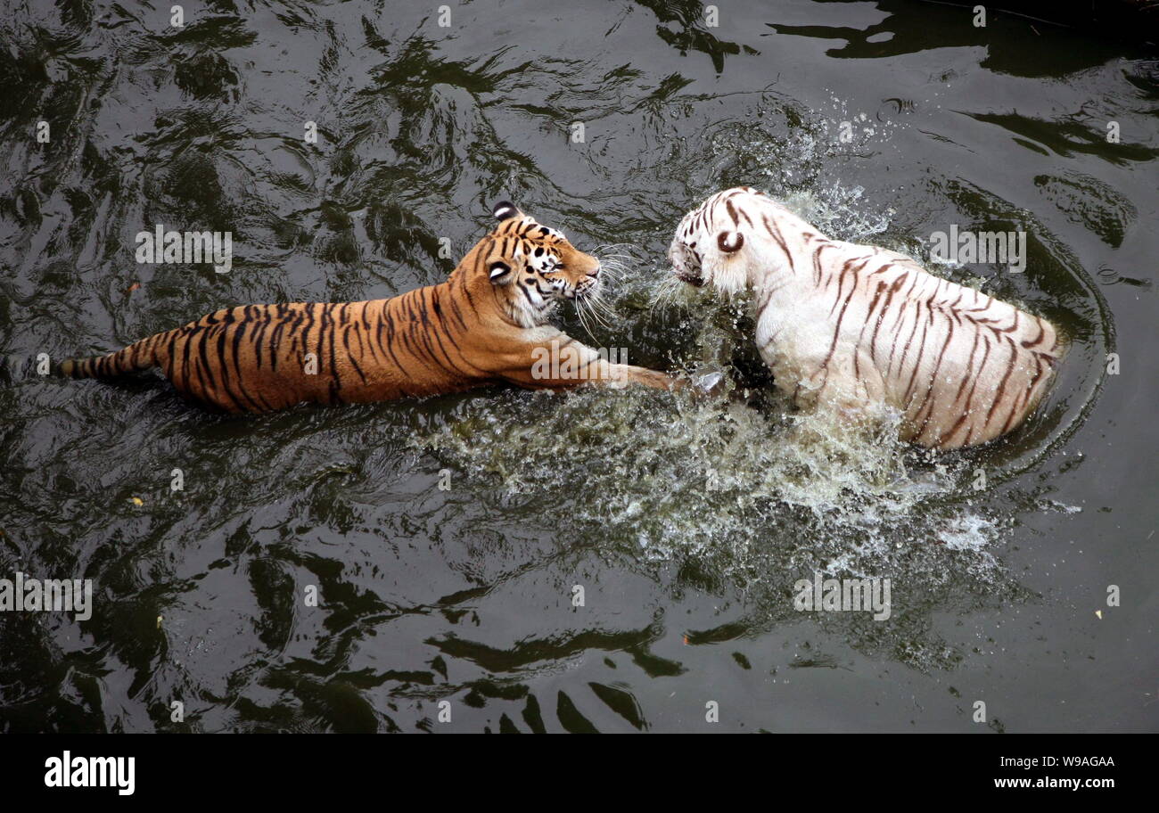 Premium Photo  Tigers play and fight fight of kings tigers fighting and  displaying aggression