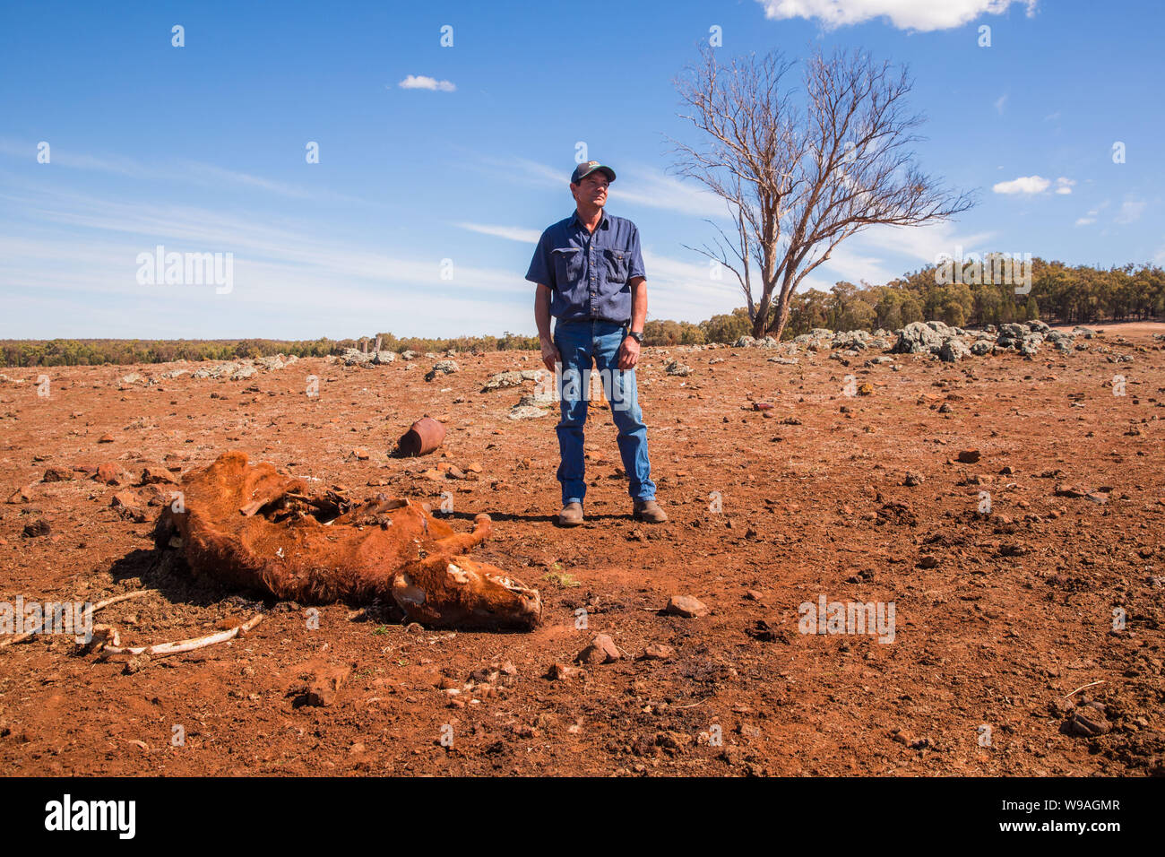 Australian Drought.  Picture shows farmer Greg Jerry on his drought-stricken property in Coonabarabran, New South Wales Stock Photo