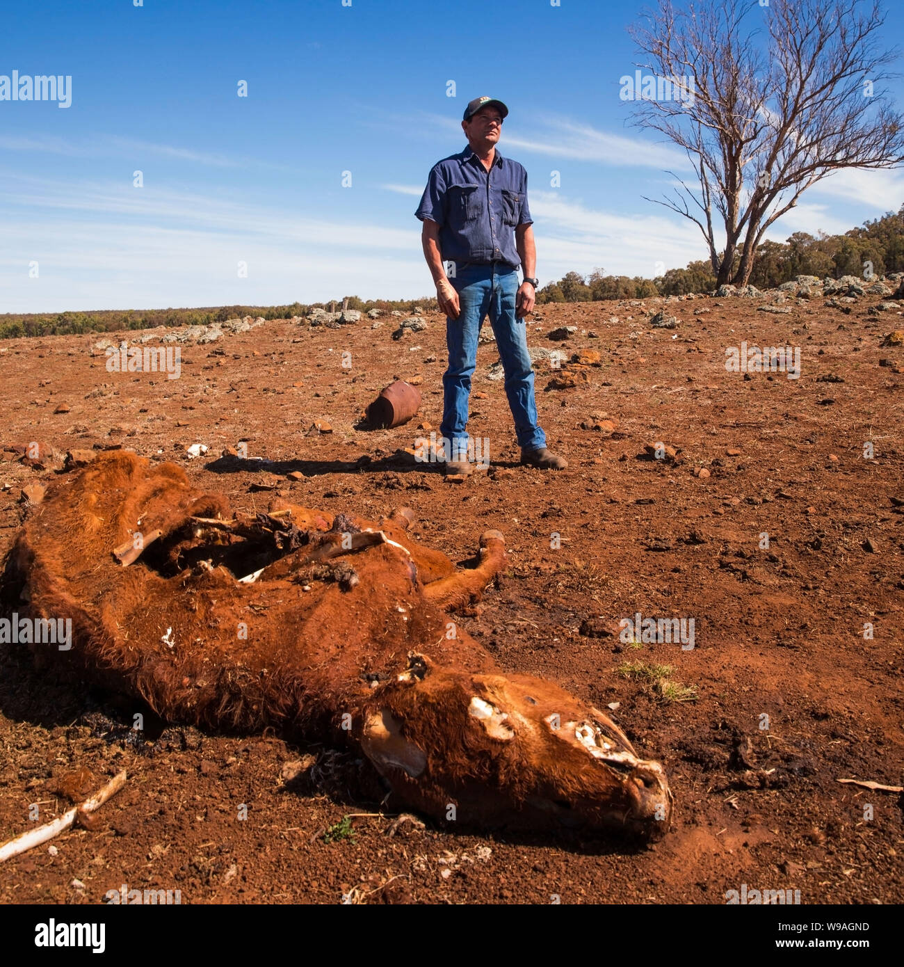Australian Drought.  Picture shows farmer Greg Jerry on his drought-stricken property in Coonabarabran, New South Wales Stock Photo