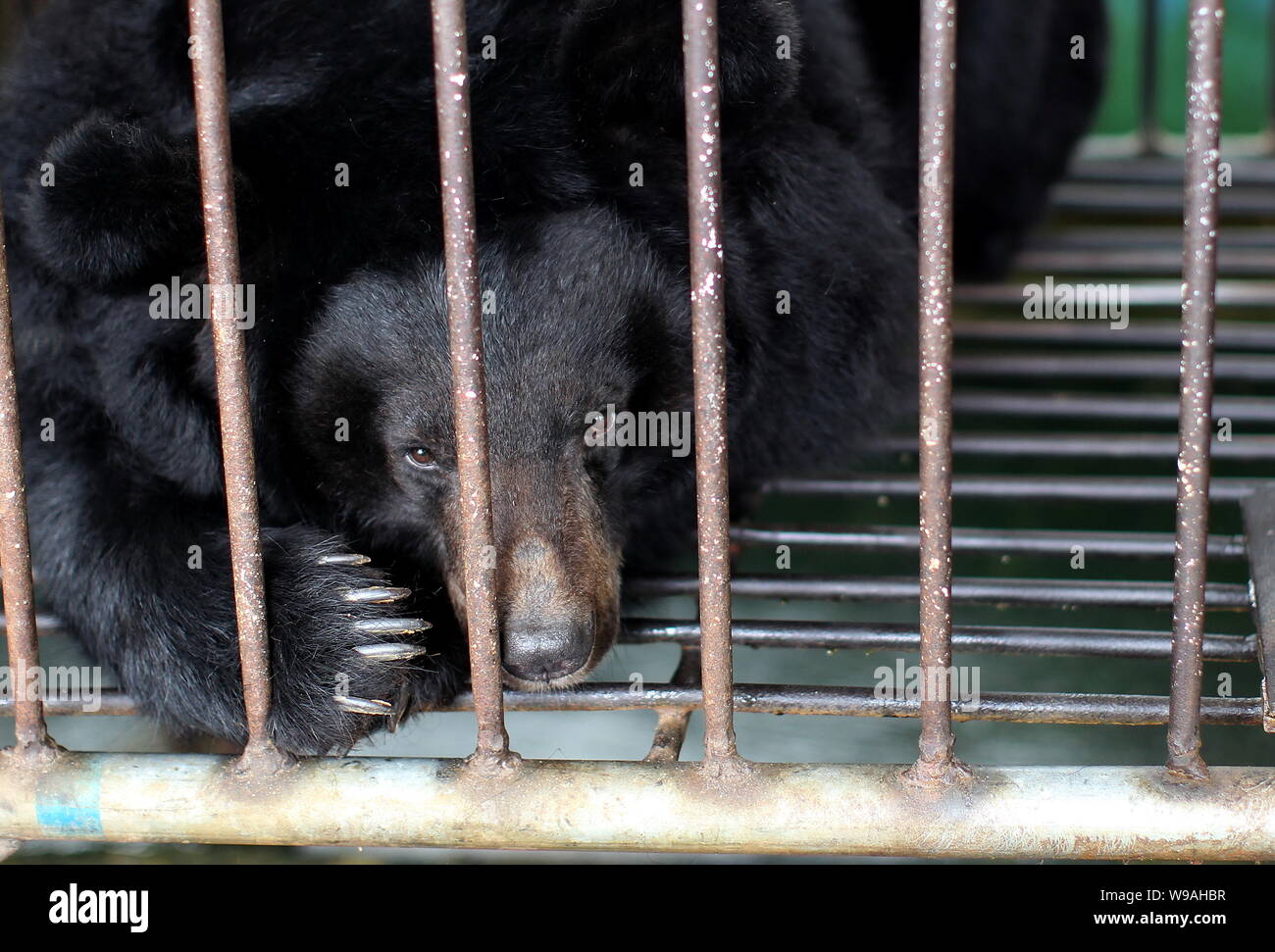 A bear is kept in the cage at a bear bile farm in Weihai city, east Chinas Shandong province, 19 April 2010.   Jill Robinson, the founder of the Anima Stock Photo