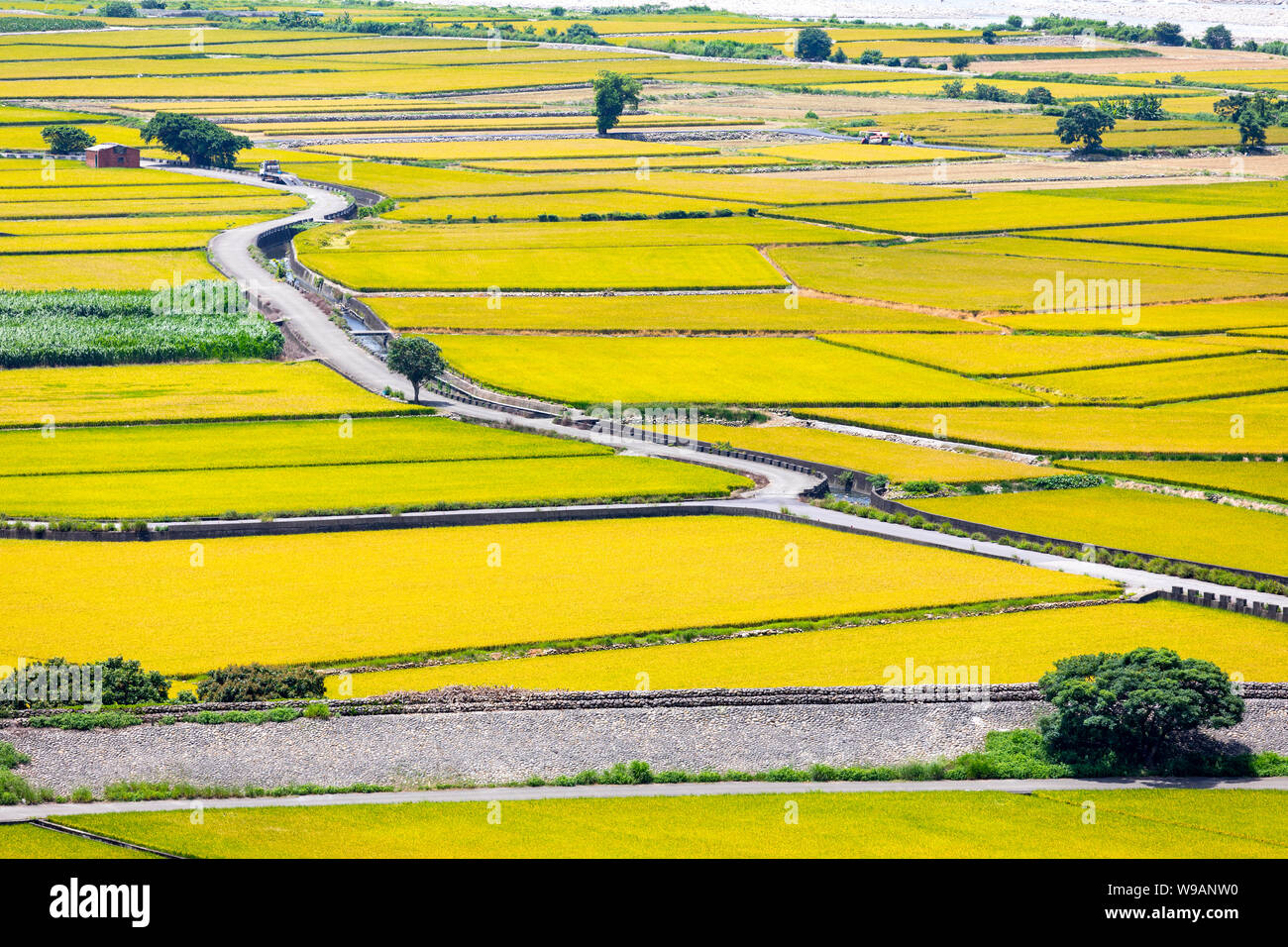 Rice field of Lotus valley in Waipu, Taichung, Taiwan Stock Photo