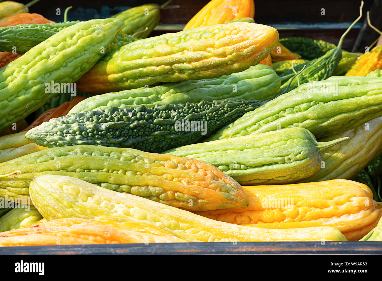 Bitter gourd with yellow seed storage for cultivation Stock Photo Alamy