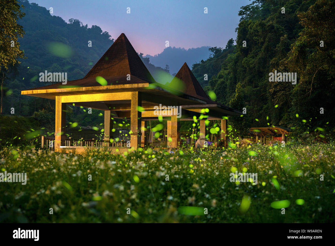 Flying fireflies in taiwan Stock Photo