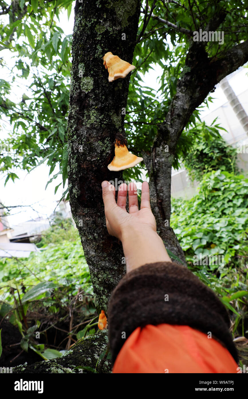 Woman hand pick yellow mushroom on phloem of tree trunk, wild mushrooms danger by poison and hard to know, and it appear in rainy season, Da Lat, Viet Stock Photo