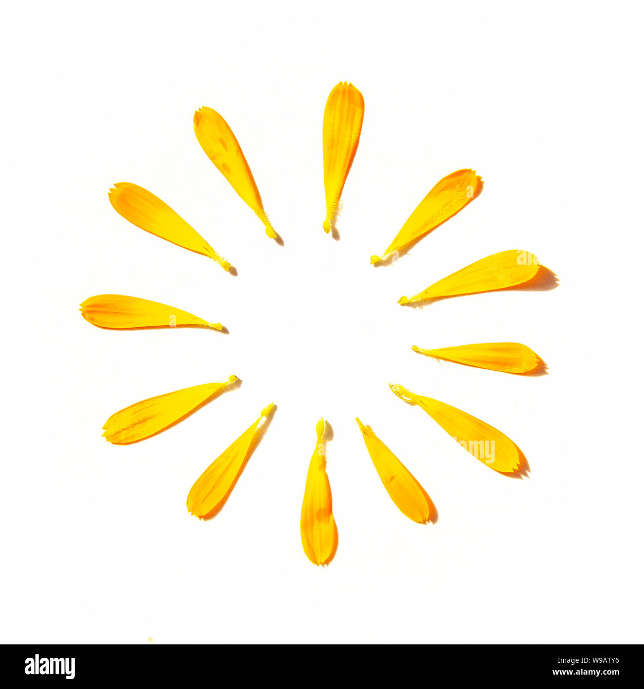 Sun Circle Shape Bright Orange Calendulae Petals Stock Photo