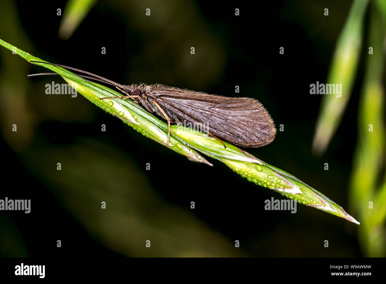 small brown moth butterfly perching on a blade of grass Stock Photo