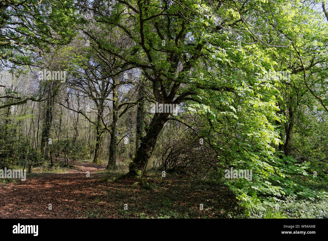 Life after winter hi-res stock photography and images - Alamy