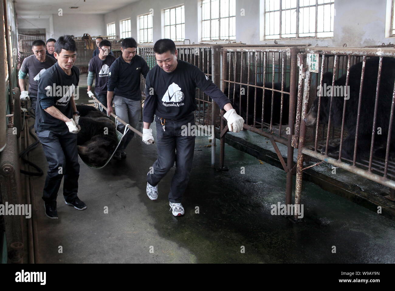 Staff from the Animals Asia Foundation move a bear out of the shed for an examination at a bear bile farm in Weihai city, east Chinas Shandong provinc Stock Photo