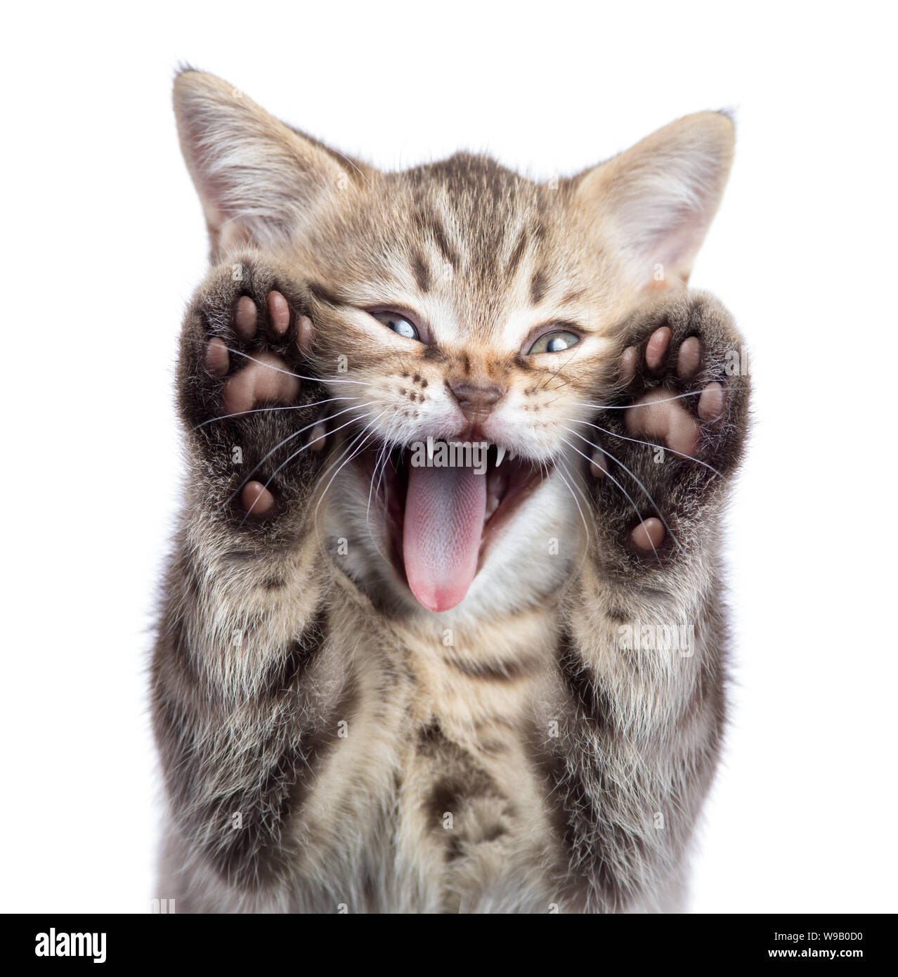 Funny kitten cat portrait with open mouth and two paws uoisolated Stock Photo