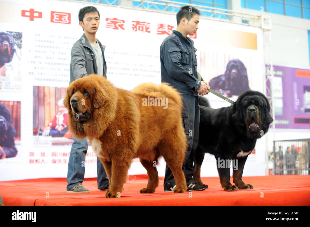 --FILE--Chinese men show purebred Tibetan mastiffs during a mastiff exhibition in Chongqing, China, 6 March 2010.   Chinas latest must-have luxury for Stock Photo