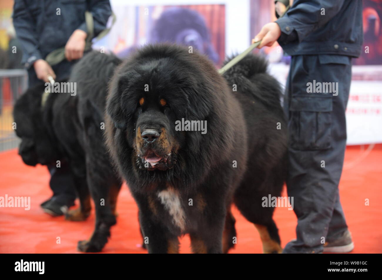 --FILE--Chinese men show purebred Tibetan mastiffs during a mastiff exhibition in Chongqing, China, 6 March 2010.   Chinas latest must-have luxury for Stock Photo