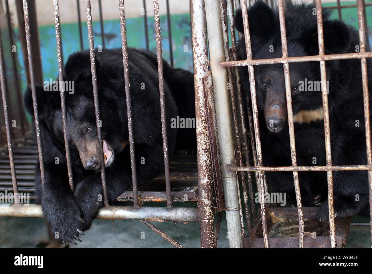 Two bears are kept in the cages at a bear bile farm in Weihai city, east Chinas Shandong province, 19 April 2010.   Jill Robinson, the founder of the Stock Photo
