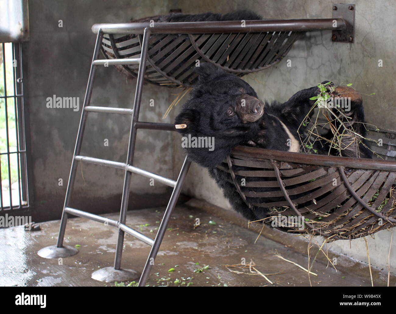 Two bears lie in their beds at a bear rescue center in Chengdu city, southwest Chinas Sichuan province, 26 April 2010.   Jill Robinson, the founder of Stock Photo