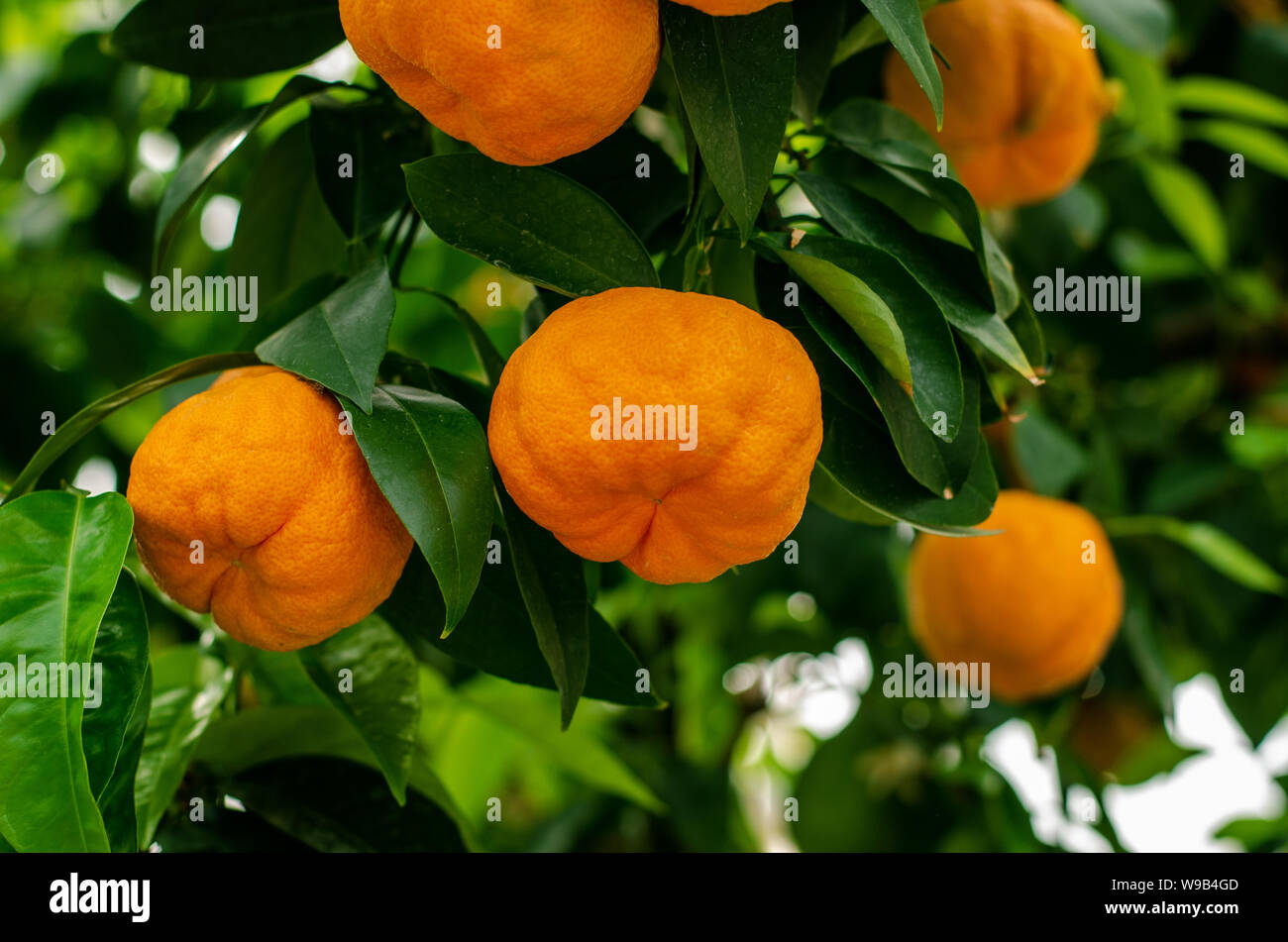 Orangenbaum Stock Photo