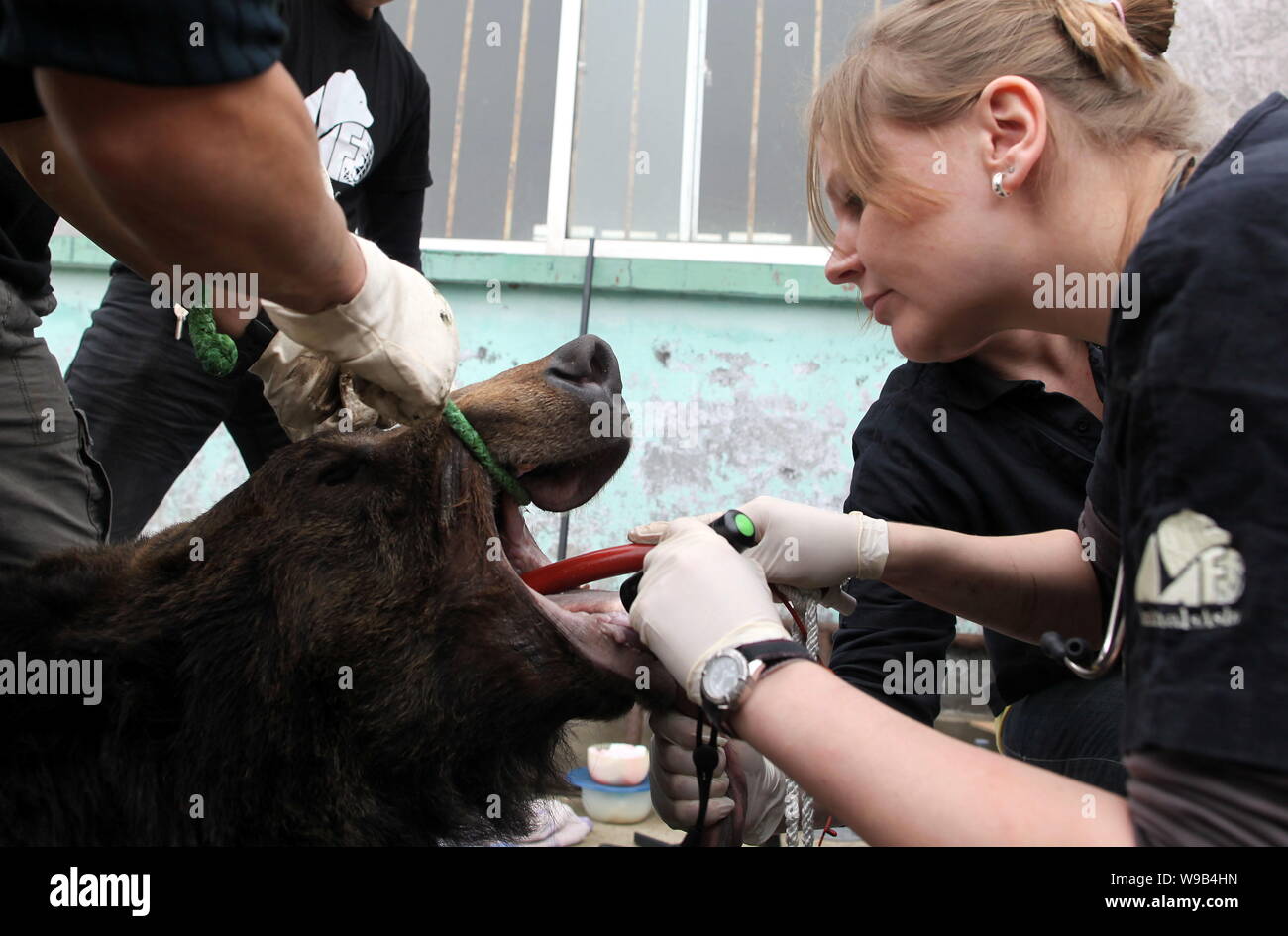Staff from the Animals Asia Foundation examine a bear at a bear bile farm in Weihai city, east Chinas Shandong province, 19 April 2010.   Jill Robinso Stock Photo