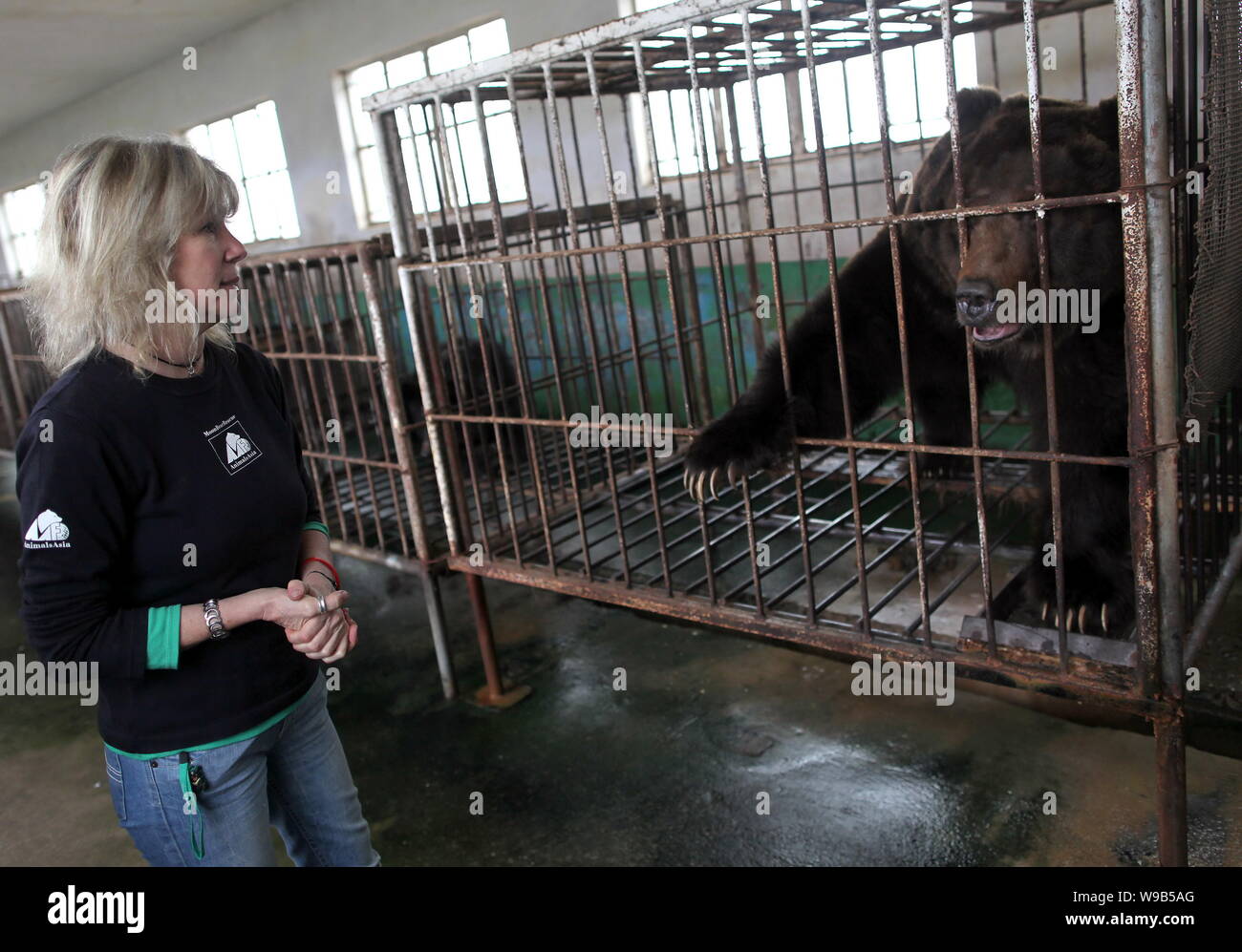 Jill Robinson, founder of the Animals Asia Foundation, looks at a bear kept in the cage at a bear bile farm in Weihai city, east Chinas Shandong provi Stock Photo