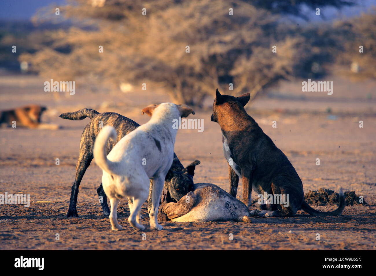 What Did Dogs Eat In The Wild What Did Dogs Eat In The Wild