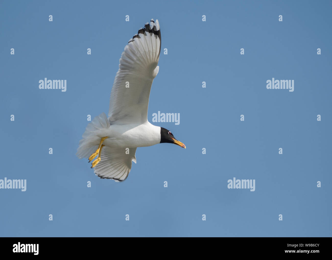 Gull Pallas’s (Larus ichthyaetus), Danube delta, Romania Stock Photo