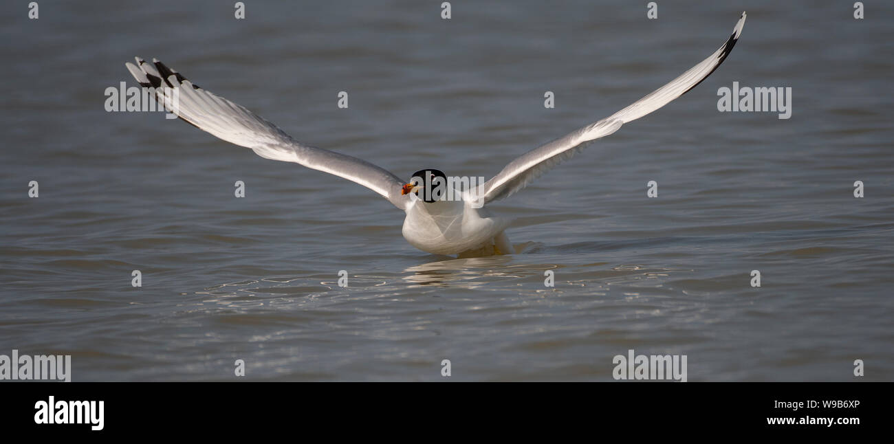 Gull Pallas’s (Larus ichthyaetus), Danube delta, Romania Stock Photo