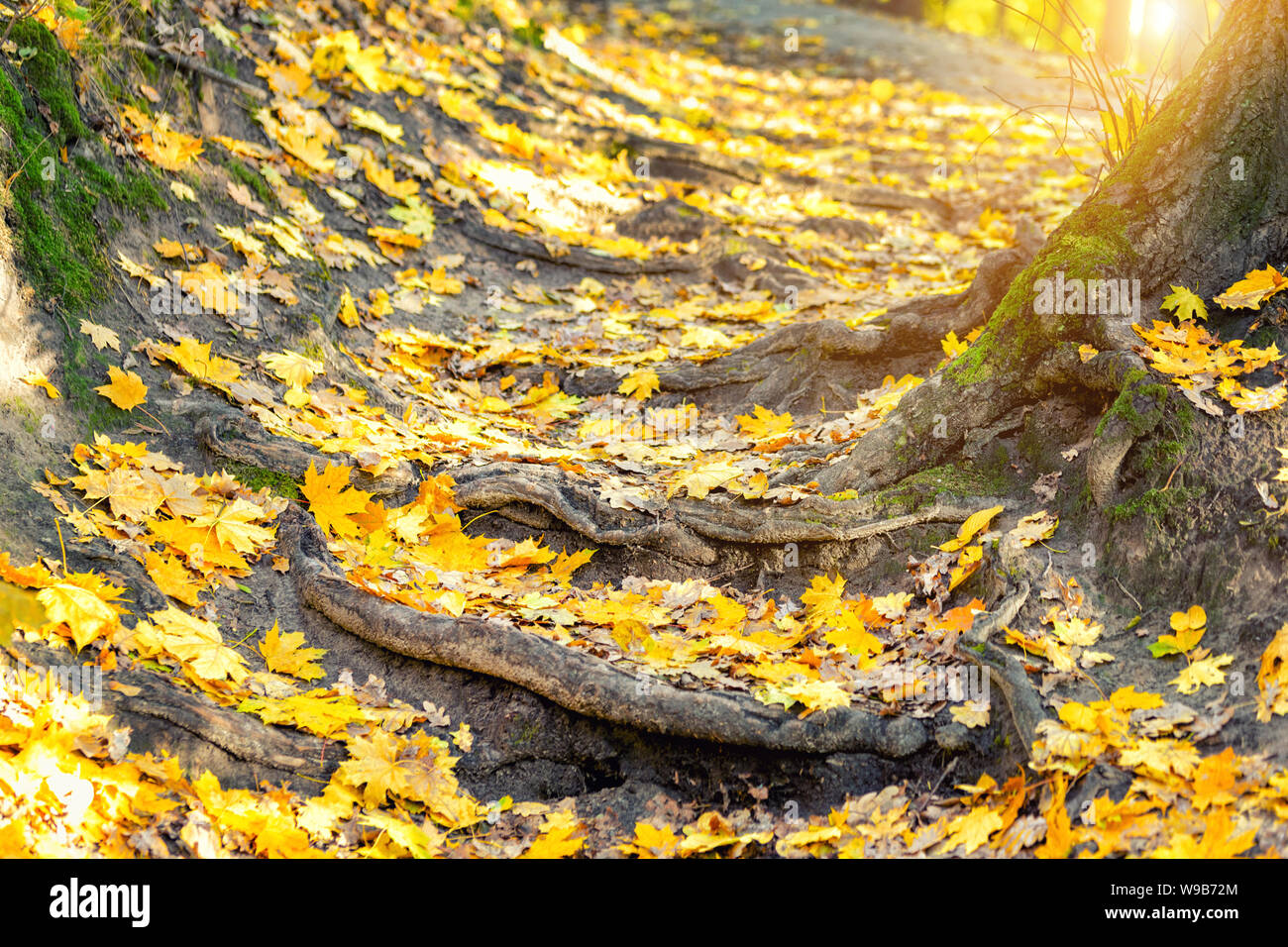 Autumn nature forest landscape. Old crooked tree roots natural staircase footpath . Golden yellow colorful foliage background Stock Photo