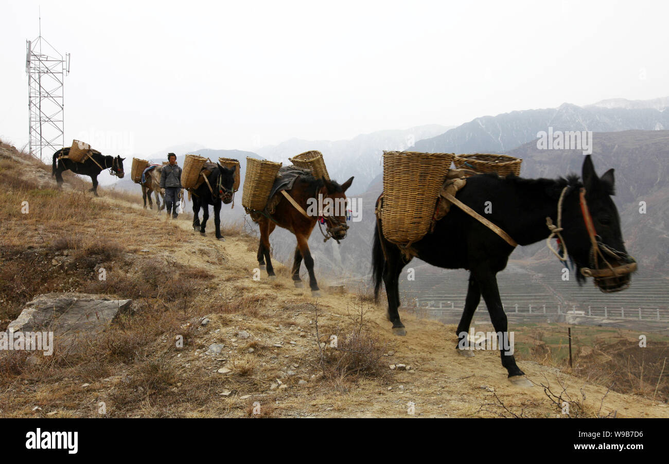 Mules carrying baskets of gravel, sand, cement and water to a jobsite of  pylons walk on a mountain next to Jiaogong town in Longnan, northwest  Chinas Stock Photo - Alamy