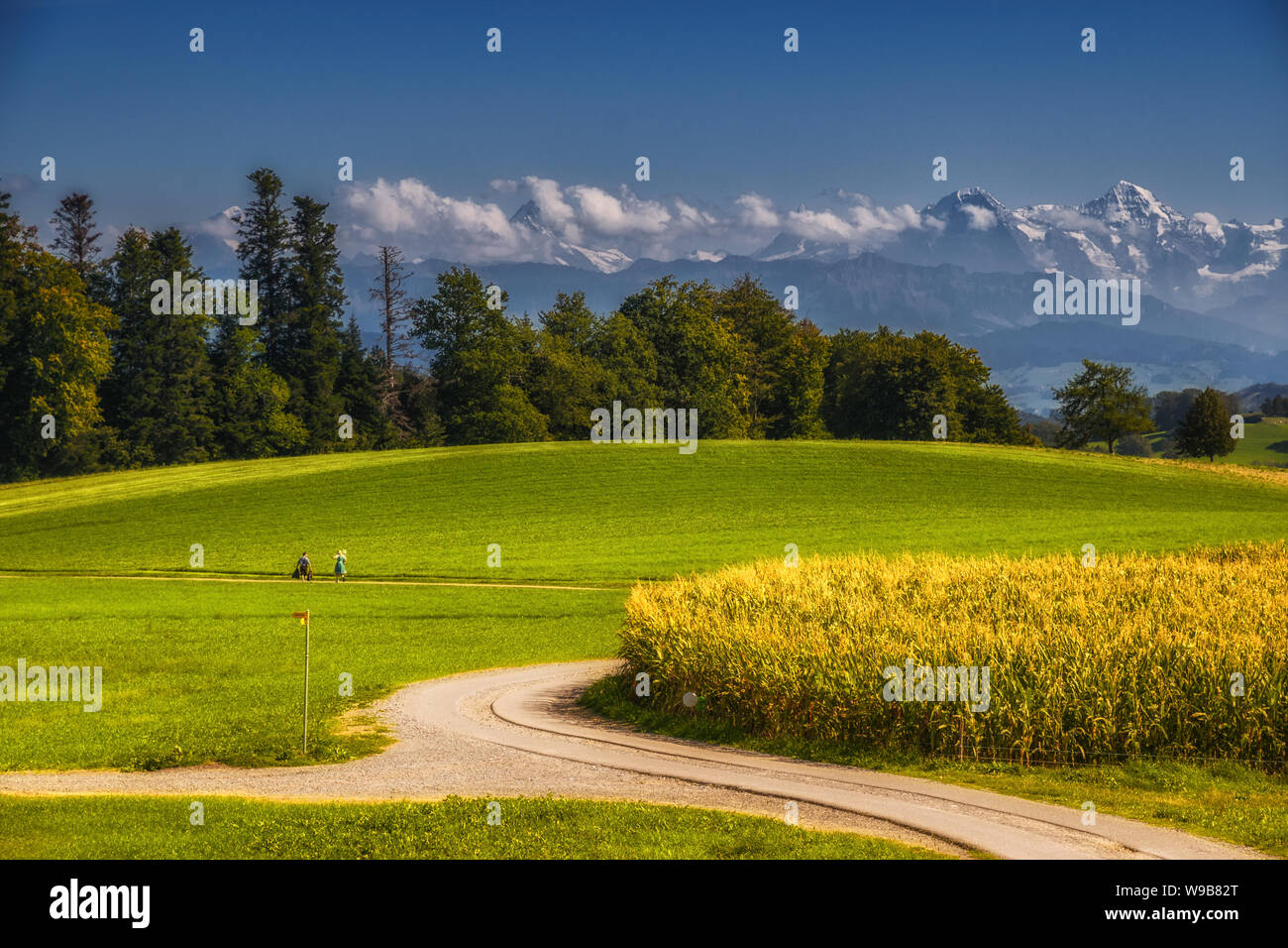 man and woman walking through a landscape with field paths, guidepost, maize field, forest border and Bernese Alps (Eiger & Mönch) Stock Photo