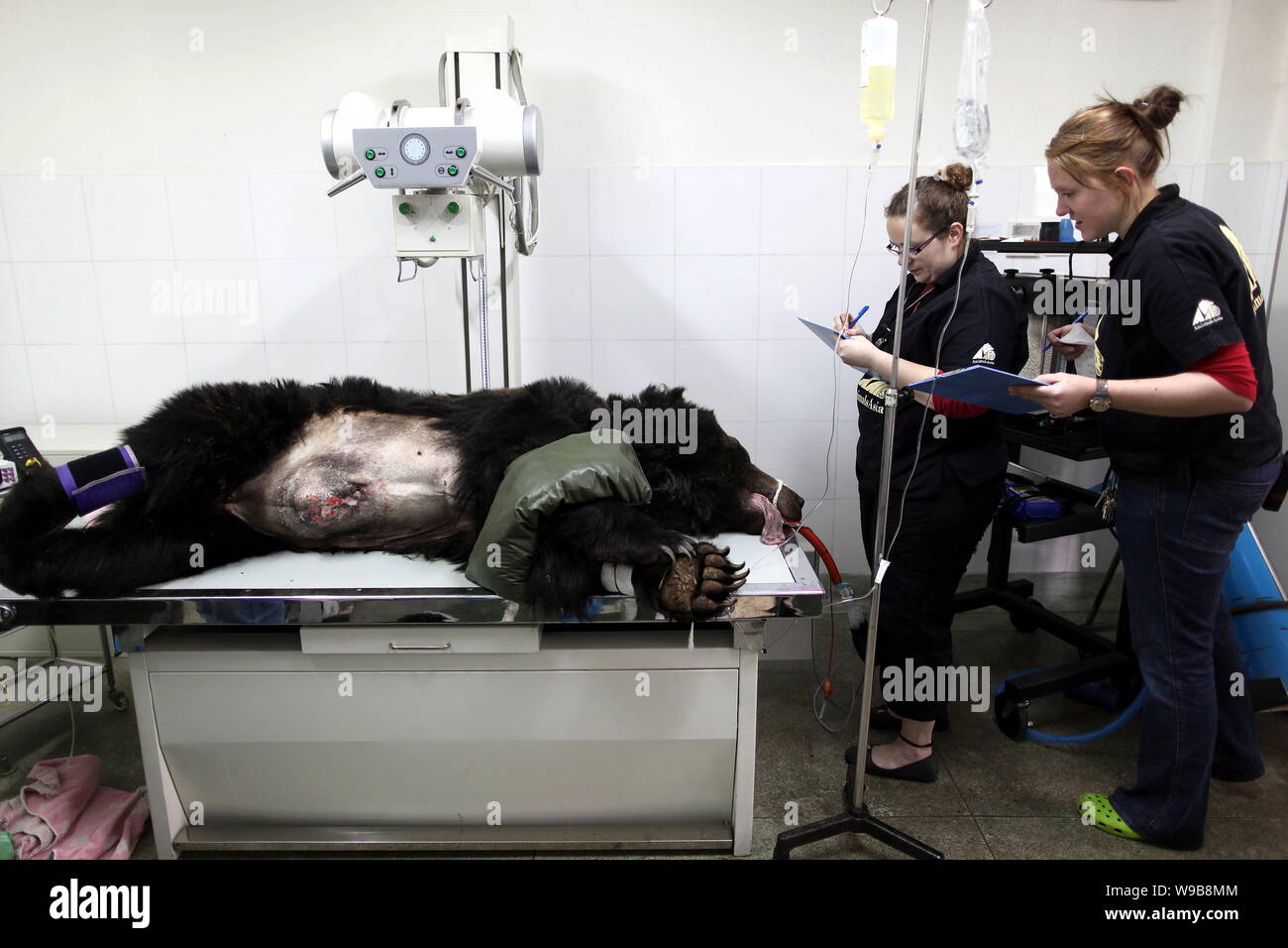 Staff from the Animals Asia Foundation examine the female bear Kylie before an operation to remove two tumours from her body at a bear rescue center i Stock Photo
