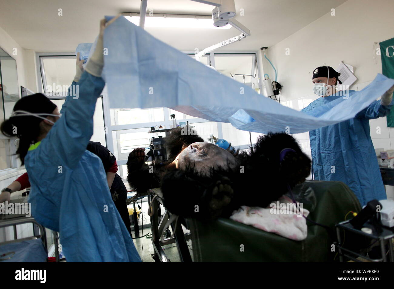 Staff from the Animals Asia Foundation prepare for an operate on the female bear Kylie to remove two tumours from her body at a bear rescue center in Stock Photo