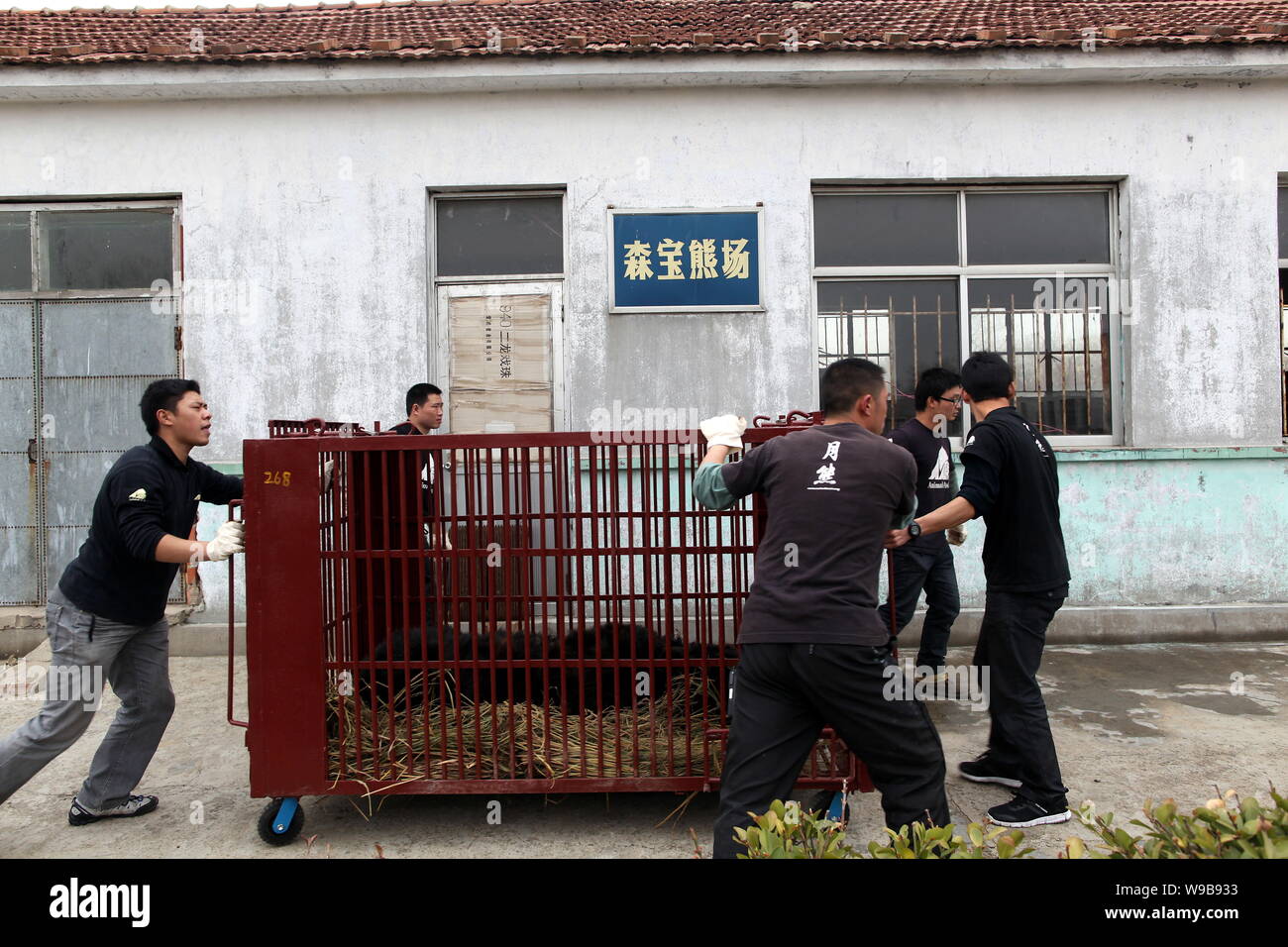 Staff from the Animals Asia Foundation move a bear kept in the cage before sending it to Chengdu-base refuge at a bear bile farm in Weihai city, east Stock Photo