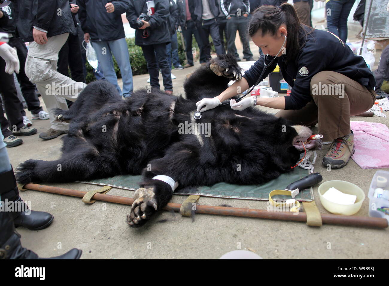 Staff from the Animals Asia Foundation examine a bear at a bear bile farm in Weihai city, east Chinas Shandong province, 19 April 2010.   Jill Robinso Stock Photo