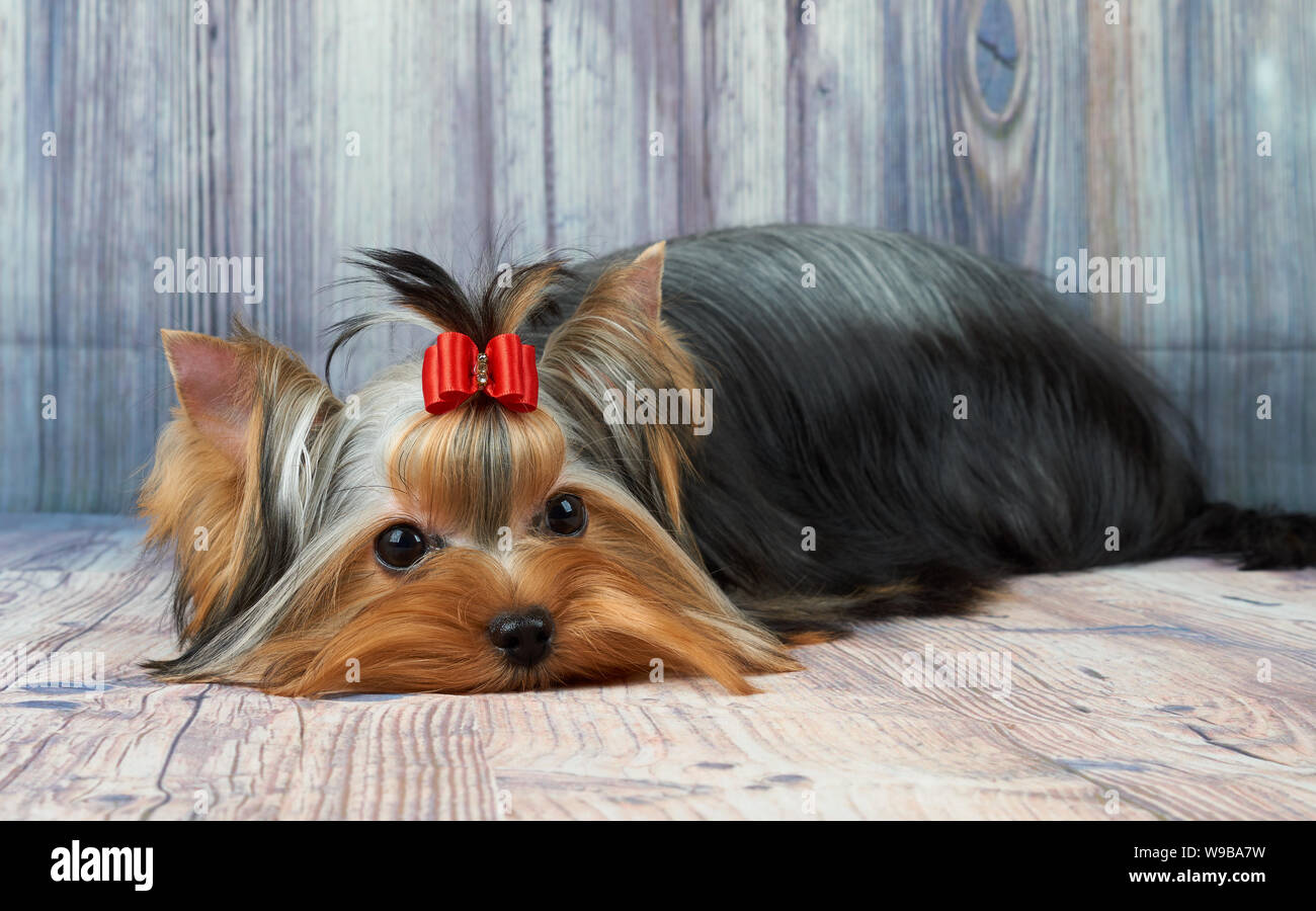 Yorkie Long Hair Stock Photos Yorkie Long Hair Stock Images Alamy