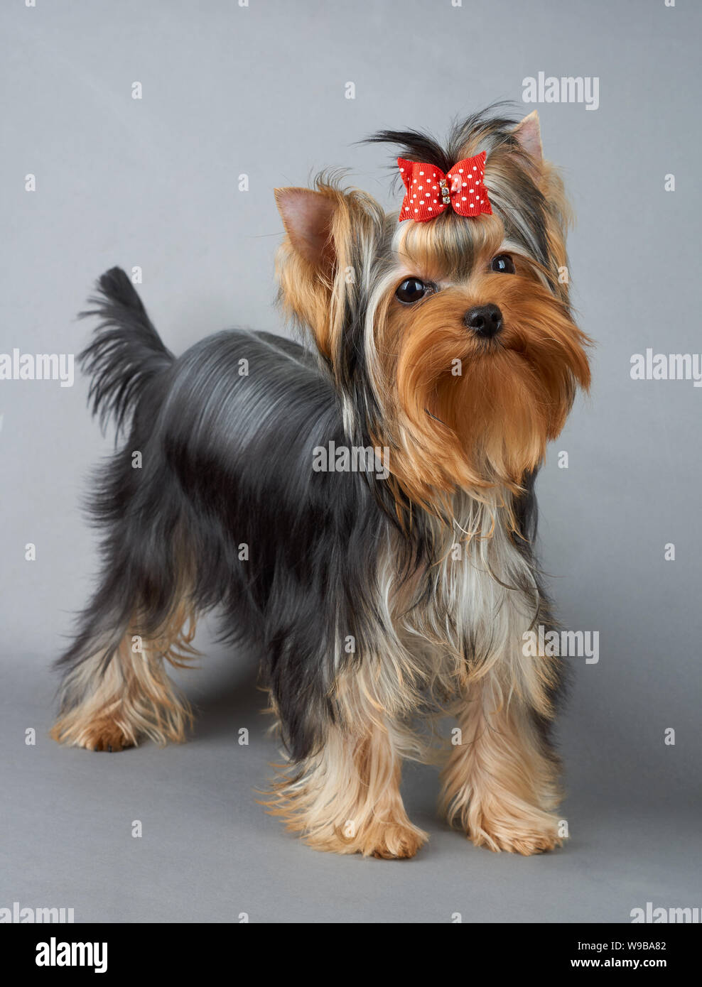 One cute Yorkshire Terrier with red hair bow stands on gray background Stock Photo