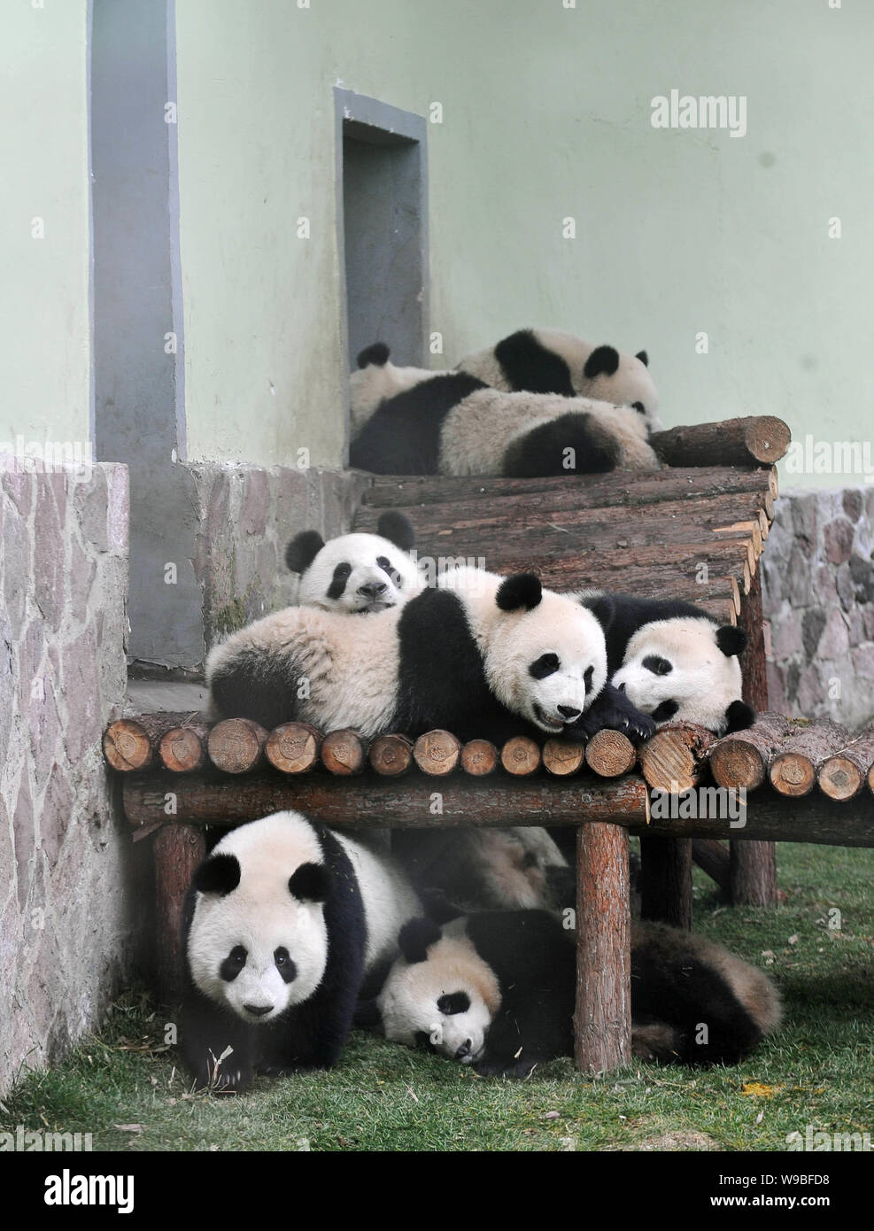 From pandas. Семья панд. Панда жует бамбук. Большая панда. Домик панды.