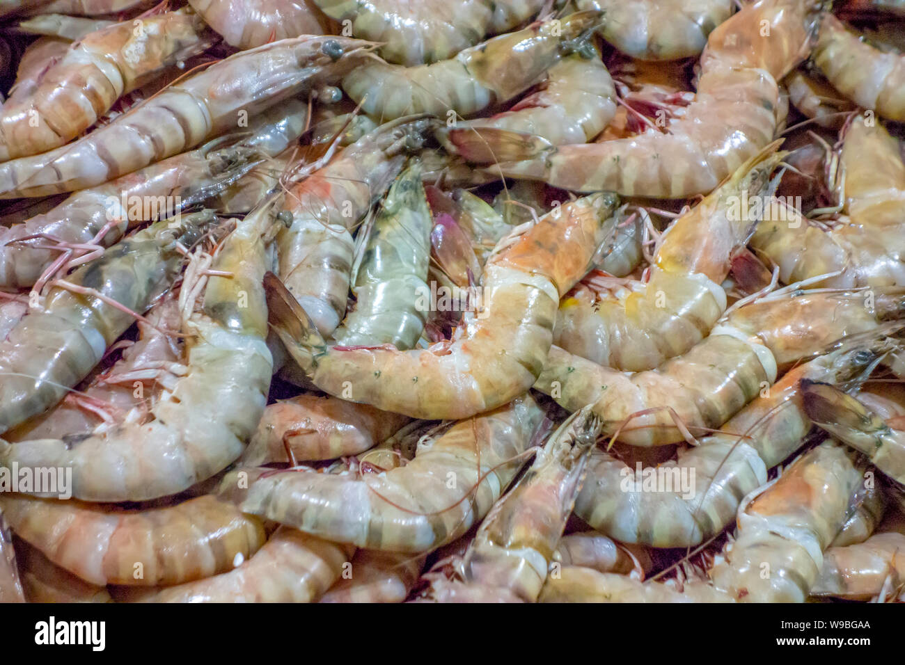 Tasty frozen bait shrimp In A Large Number Of Varieties 