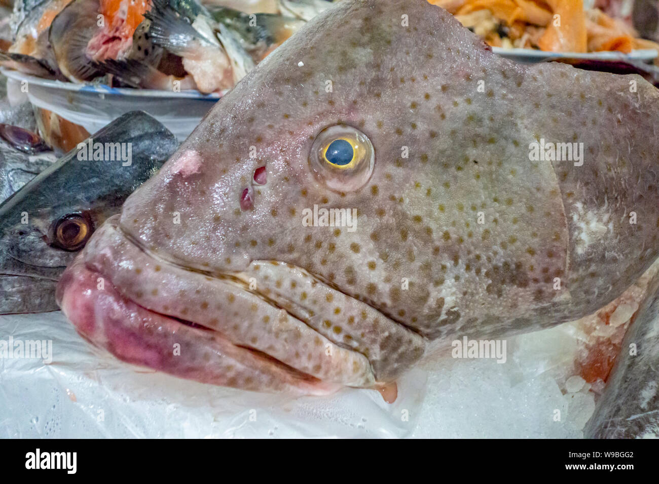 some seafood seen at a market in Dubai Stock Photo Alamy