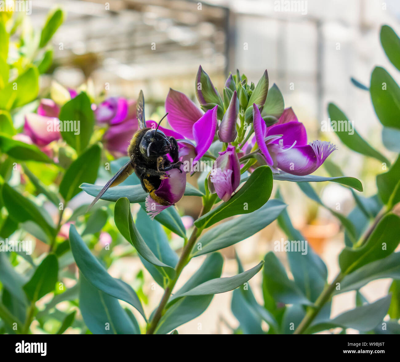 Carpenter bee on a violet flower Stock Photo