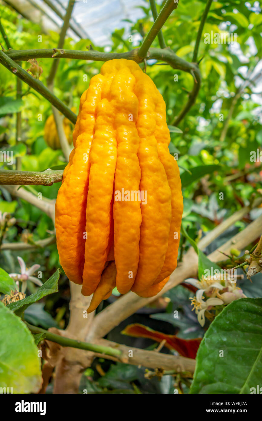 fingered citron fruit in green leavy back Stock Photo