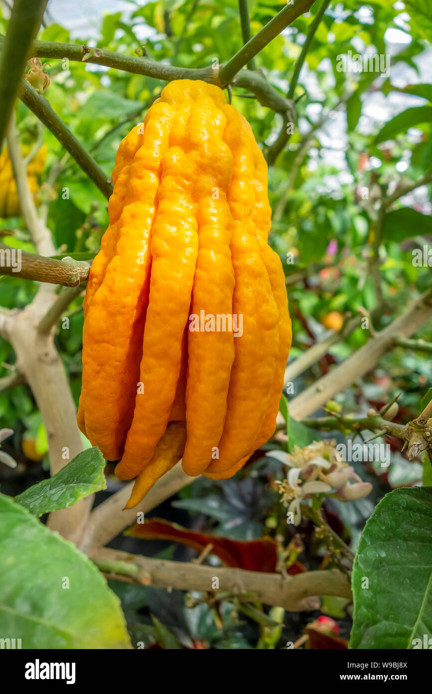 fingered citron fruit in green leavy back Stock Photo