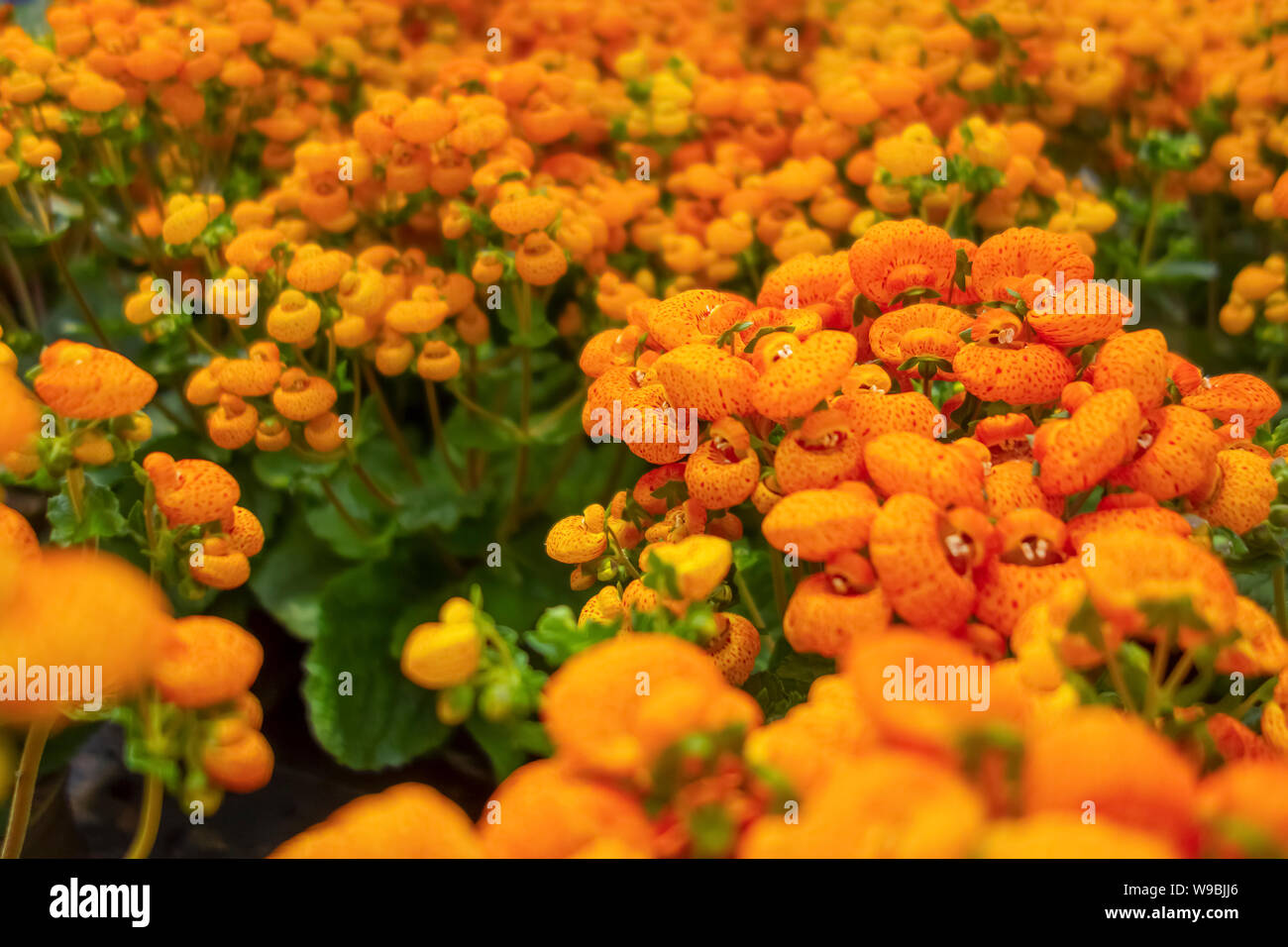 full frame orange slipper flowers closeup Stock Photo