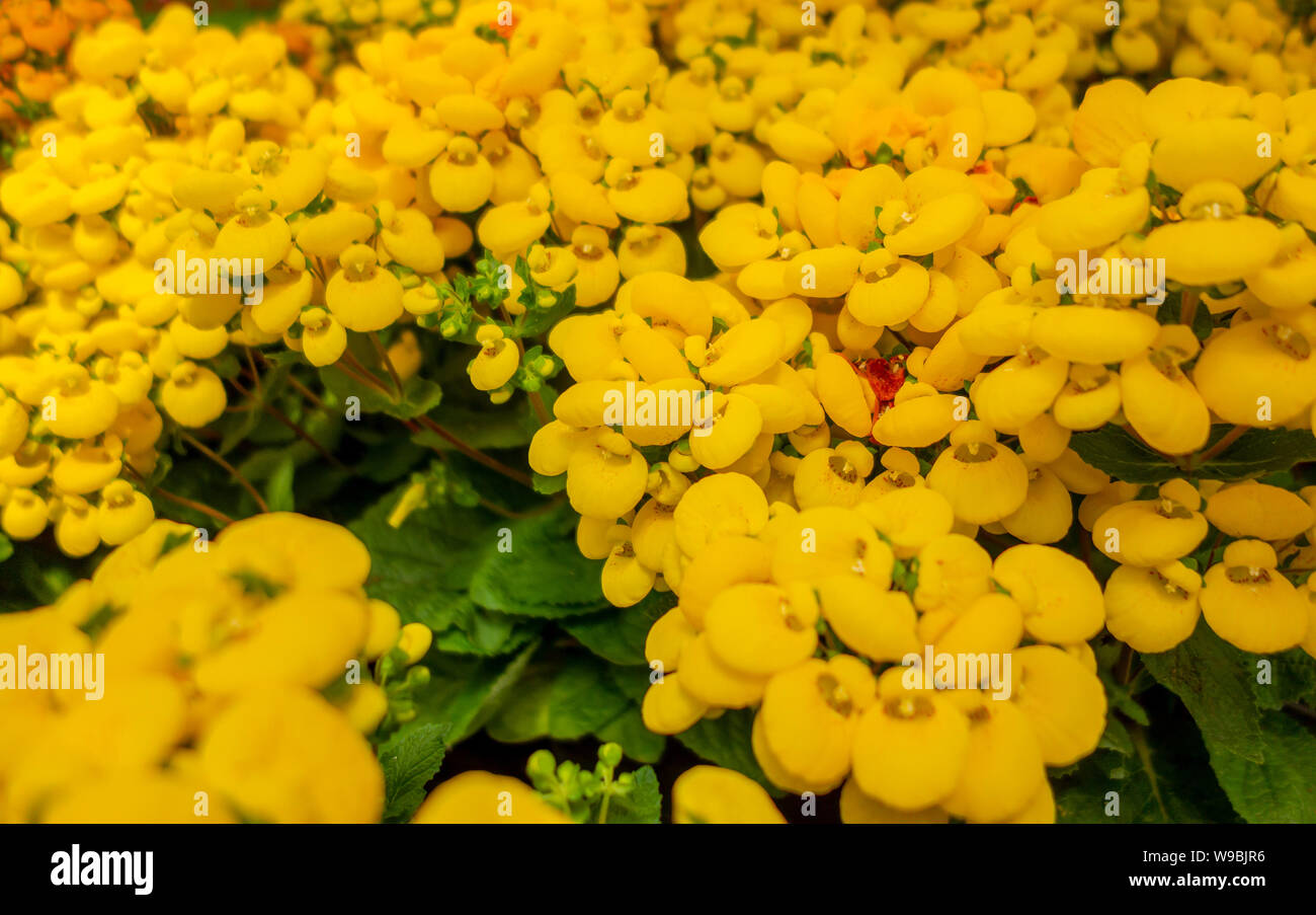 full frame yellow slipper flowers closeup Stock Photo