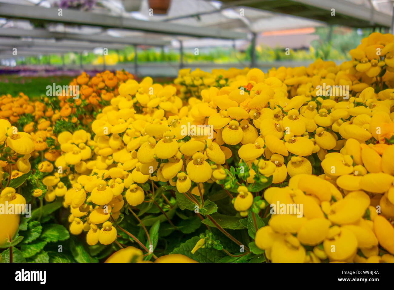 yellow slipper flowers in a greenhouse Stock Photo