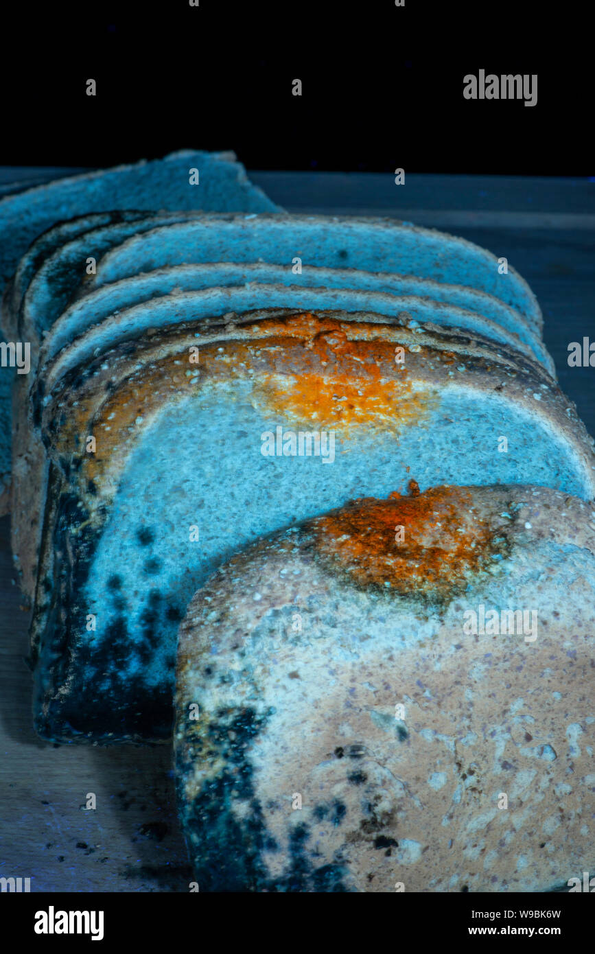 Mould on Brown Bread. Visible light and ultraviolet fluorescence Stock Photo
