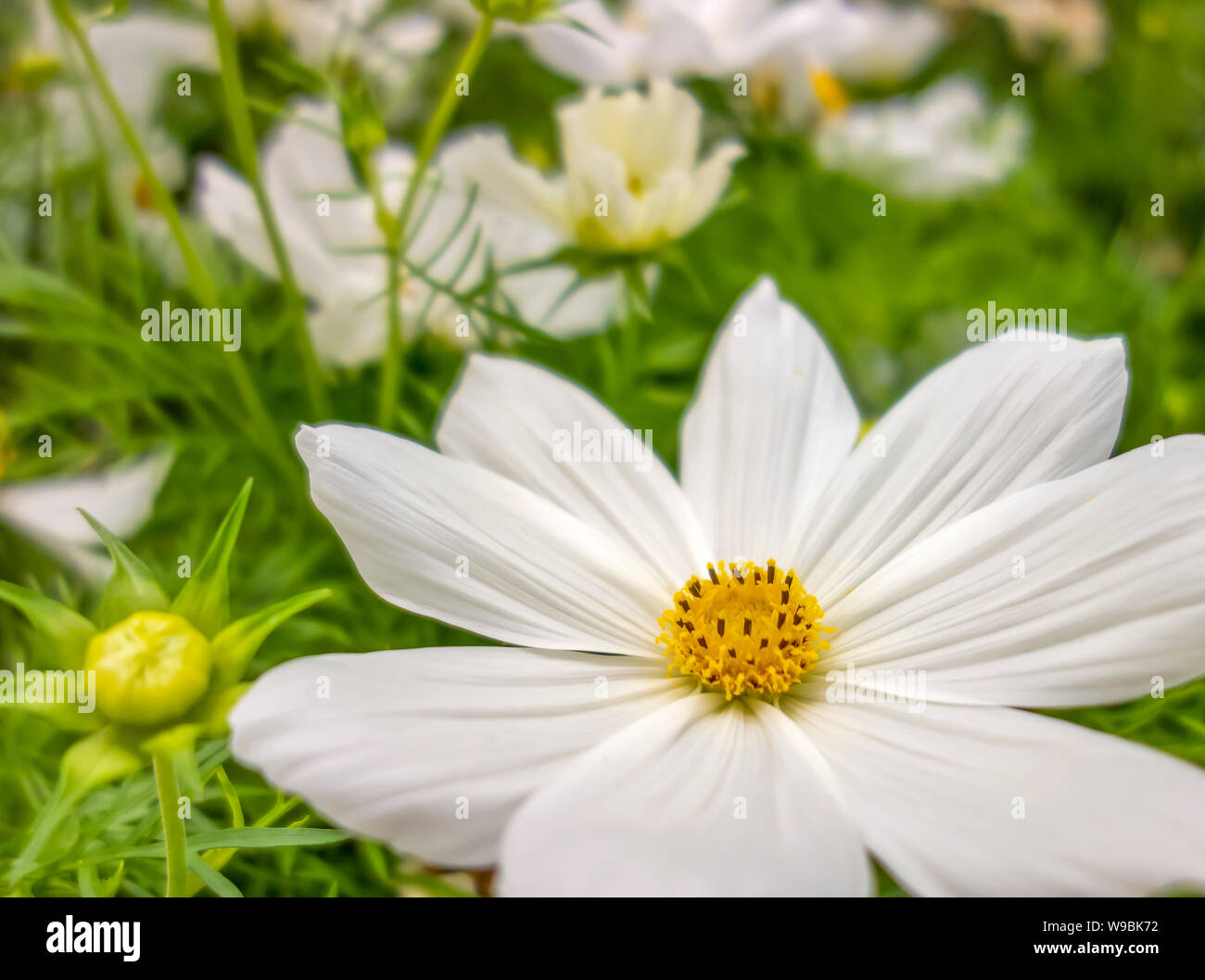 Illuminated white flowers hi-res stock photography and images - Alamy