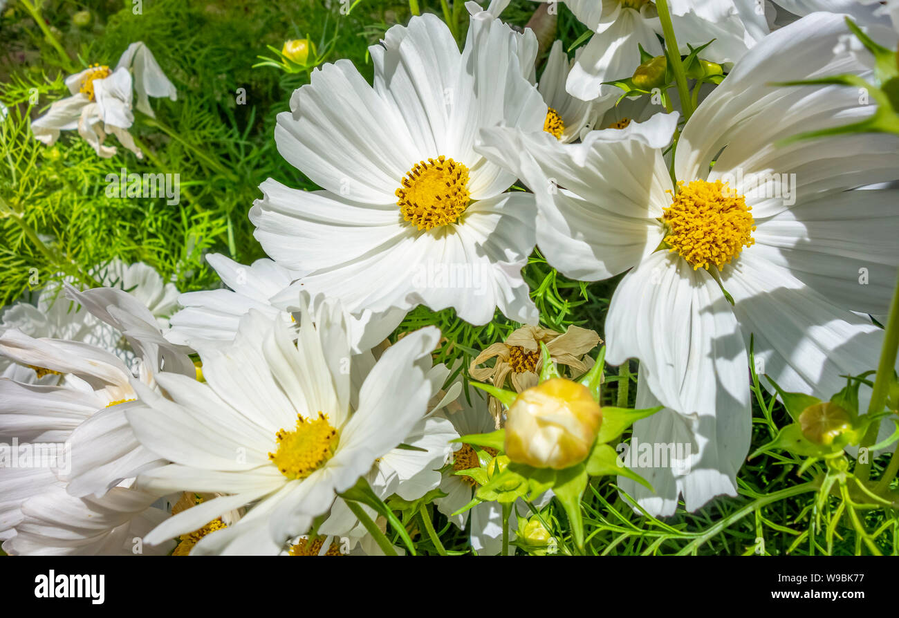 Illuminated white flowers hi-res stock photography and images - Alamy