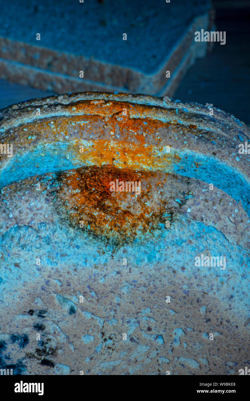 Mould on Brown Bread. Visible light and ultraviolet fluorescence Stock Photo