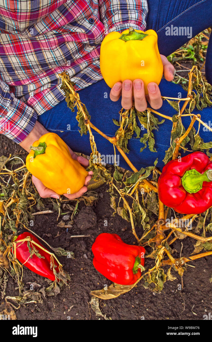 Woman gardener harvesting pepper hi-res stock photography and images ...