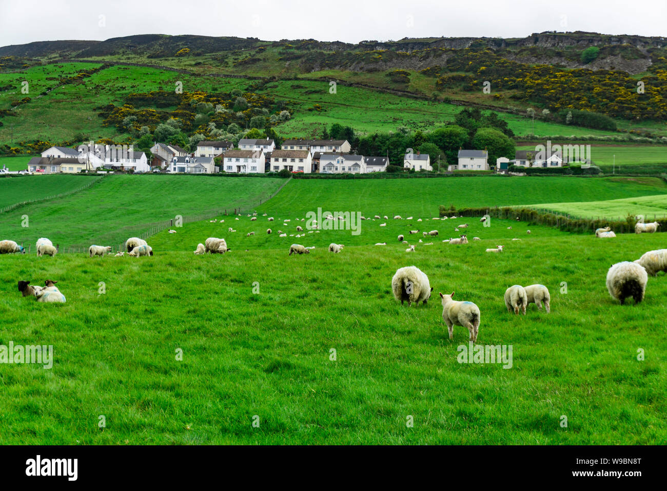 Flock of sheep grazing along Irish coastline Stock Photo