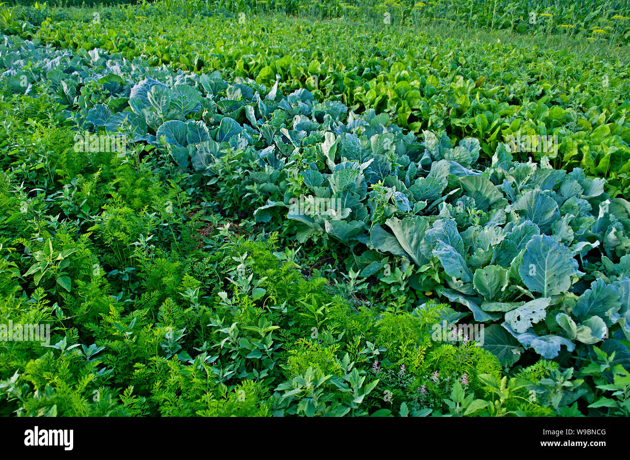 Vegetables summer cultivation. Vegetable garden with assortment